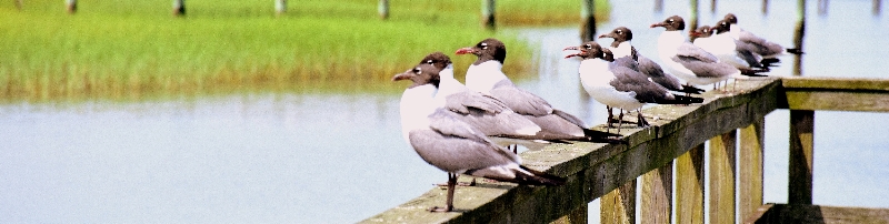 lowcountry birds on dock rail