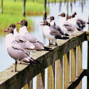 birds on the dock on the Intracoastal Waterway